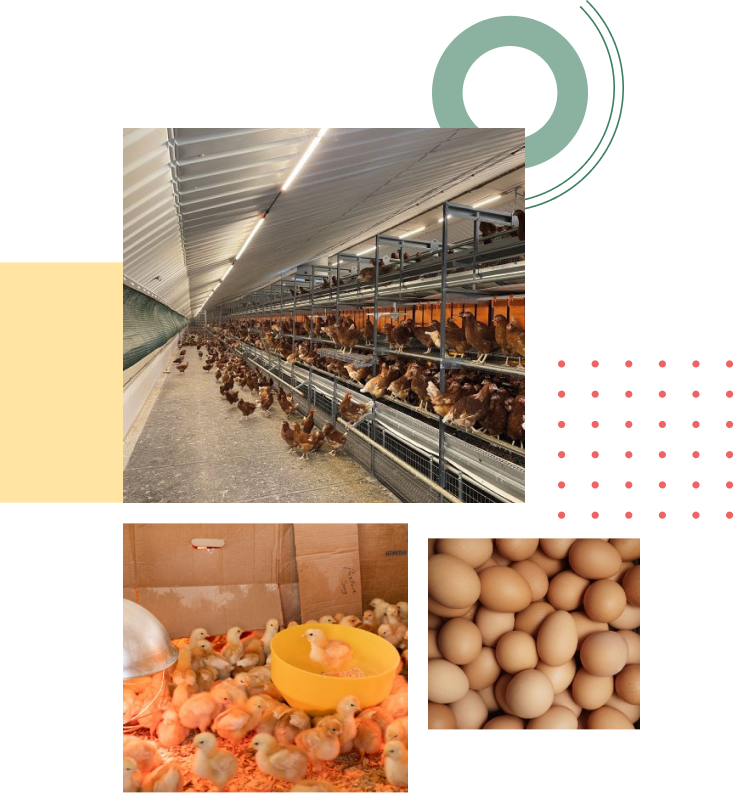 Eksplorasi Peternakan